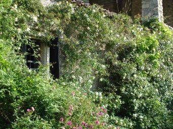 Rozenmuur met groene planten en witte en roze bloemen bedekt stenen gevel en venster van traditionele boerderij